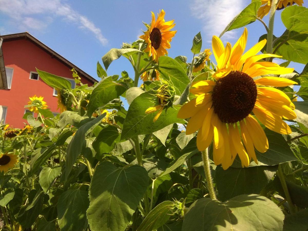 Guest House Sunflowers Pomorie Kültér fotó